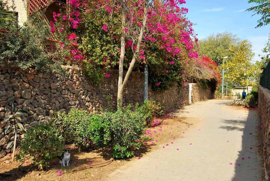 Lesanel - Guest House Arad Ngoại thất bức ảnh